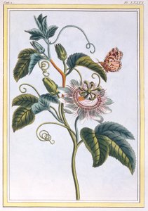 La Grenadille ou Le Maracot (flor azul da paixão), c.1766 (gravura colorida à mão)